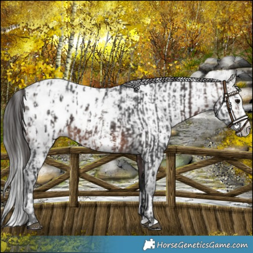Horse Color:Brown Sabino Splash Blanket and Gray Brown Sabino Splash Blanket