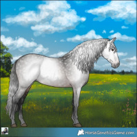 Horse Color:Gray Bay 
