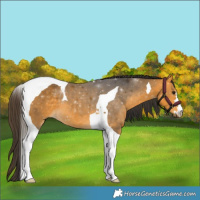Horse Color:Buckskin Tobiano