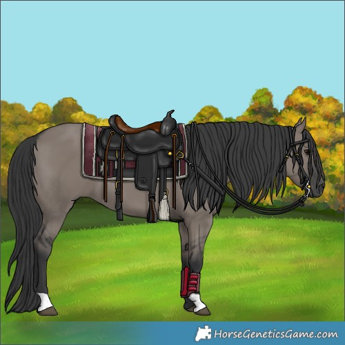 Horse Color:Grullo