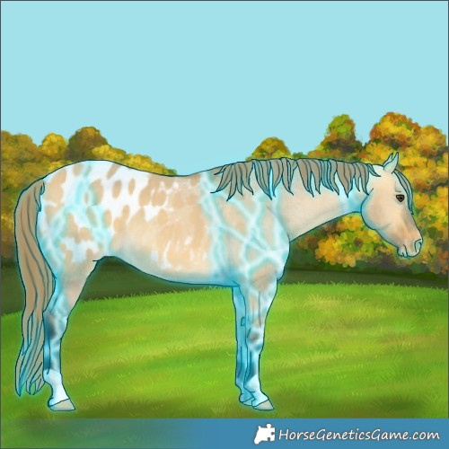 Horse Color:Thunderstruck Buckskin Dun Appaloosa 