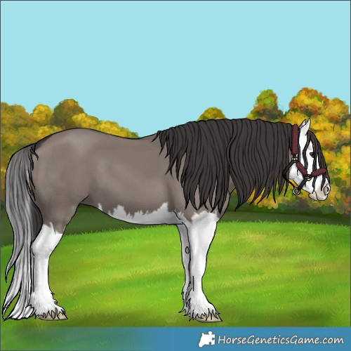 Horse Color:Smoky Grullo Splash 