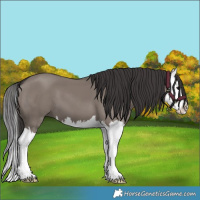 Horse Color:Smoky Grullo Splash