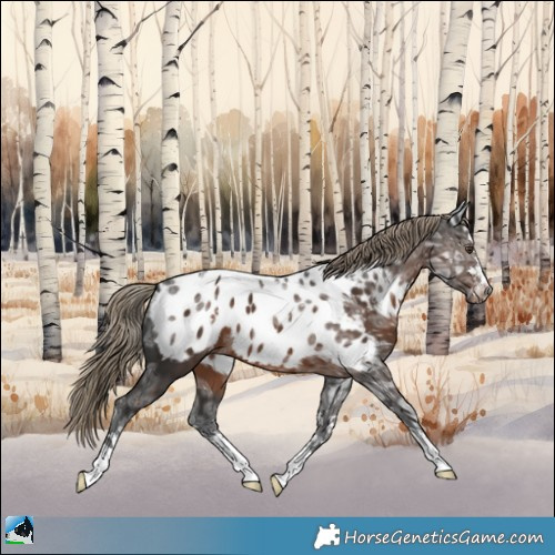 Horse Color:Liver Chestnut Ice Appaloosa 