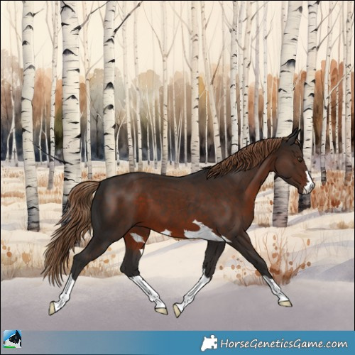 Horse Color:Liver Chestnut 