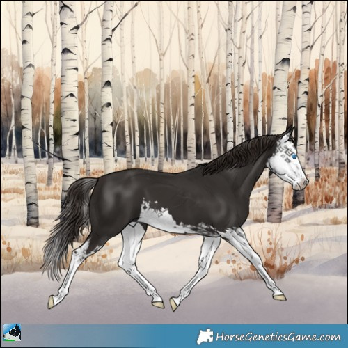 Horse Color:Liver Chestnut Splash 