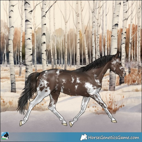 Horse Color:Liver Chestnut Sabino 