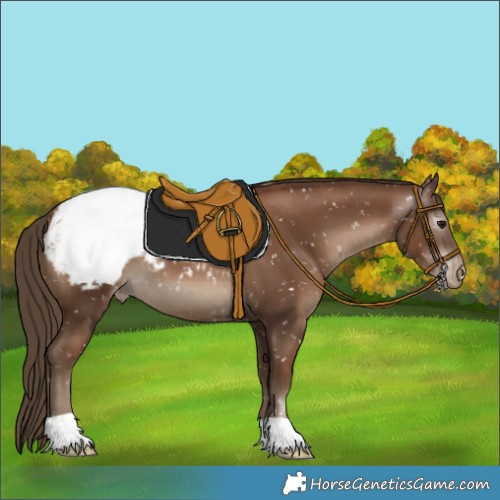 Horse Color:Gray Black Pearl Appaloosa 