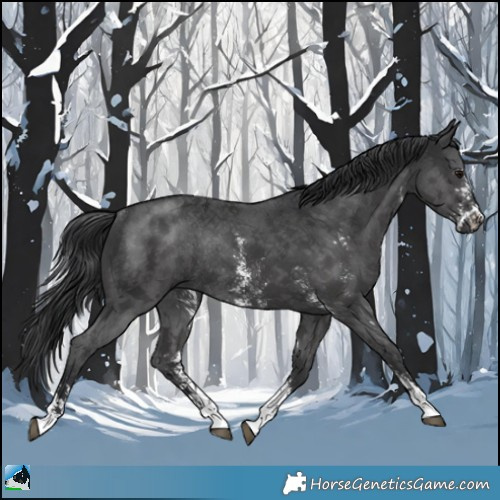 Horse Color:Black Mushroom Sabino Rabicano 