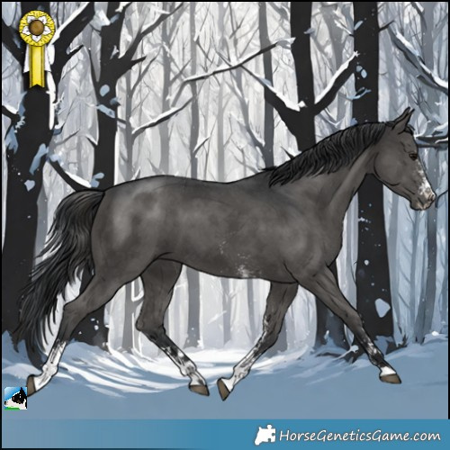 Horse Color:Black Sabino 
