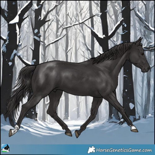 Horse Color:Smoky Black Mushroom 