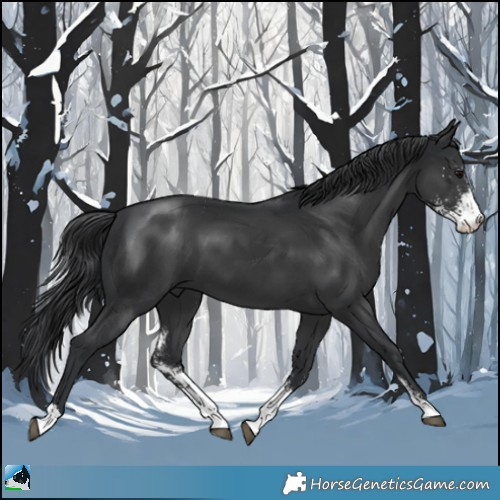 Horse Color:Black Sabino 