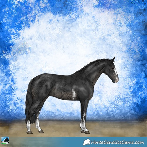 Horse Color:Black Ice Sabino Rabicano