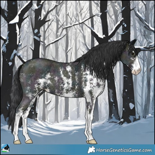 Horse Color:Midnight Black Mushroom Sabino 