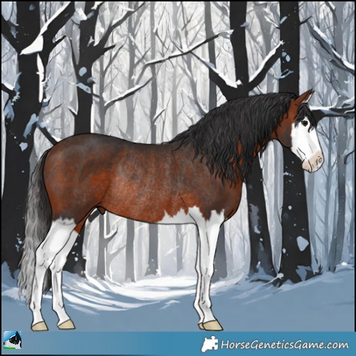 Horse Color:Bay Splash Rabicano 