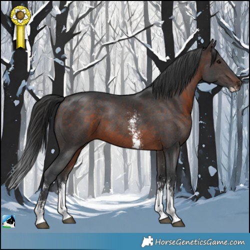 Horse Color:Brown Sabino 