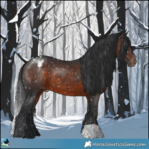 Horse Color:Brown Appaloosa 