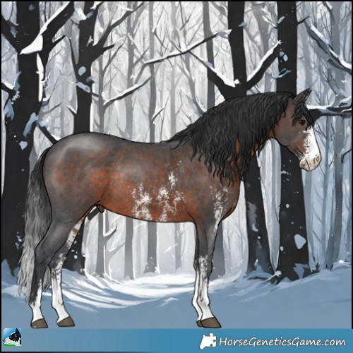 Horse Color:Brown Sabino Rabicano 