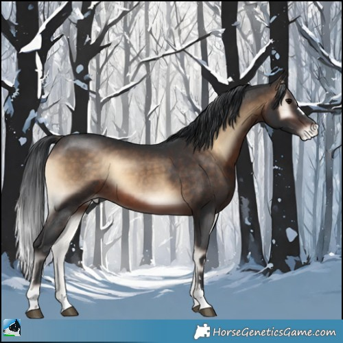 Horse Color:Brown Onyx Appaloosa 