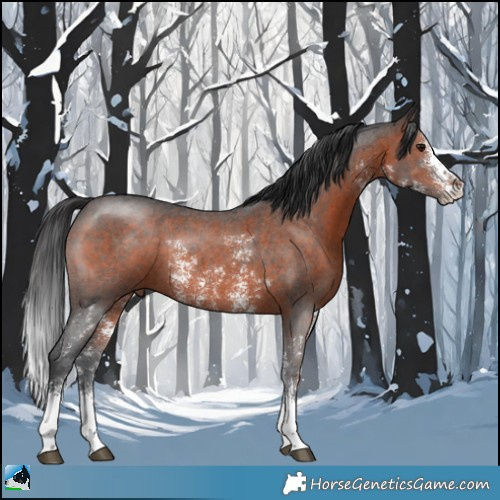 Horse Color:Brown Sabino 