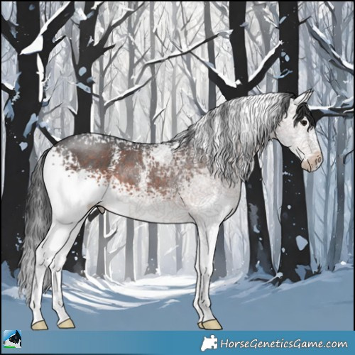 Horse Color:White Spotted Brown Sabino Rabicano 