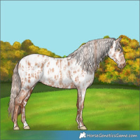Horse Color:Gold Champagne Near Leopard  and Gray Gold Champagne Near Leopard 
