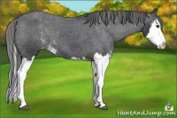 Horse Color:Black Sabino Splash Appaloosa 