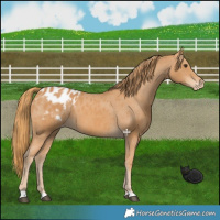 Horse Color:Chestnut Appaloosa