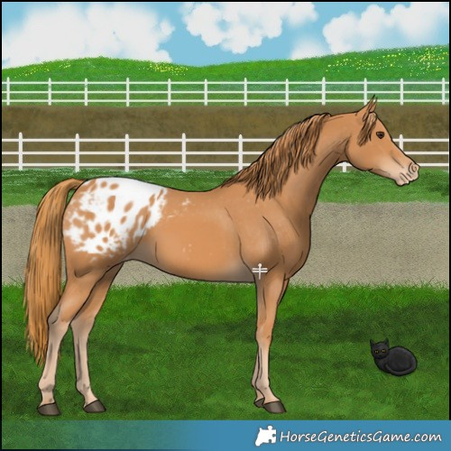 Horse Color:Chestnut Appaloosa 