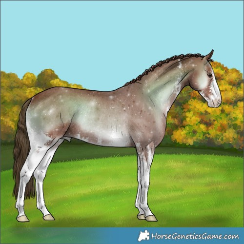 Horse Color:Red Onyx Sabino Rabicano 