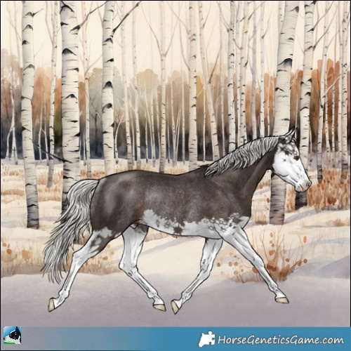 Horse Color:Liver Chestnut Mushroom Splash Rabicano 