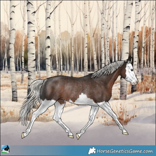 Horse Color:Liver Chestnut Mushroom Splash Rabicano 