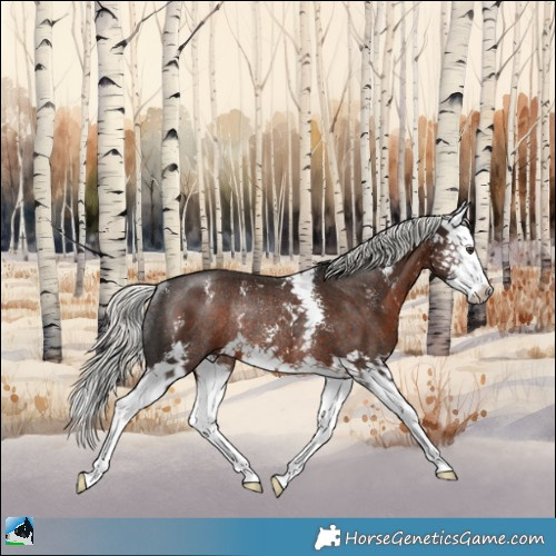Horse Color:Liver Chestnut Mushroom Sabino Splash Rabicano 