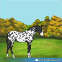 Horse Color:Black Frame Appaloosa Rabicano