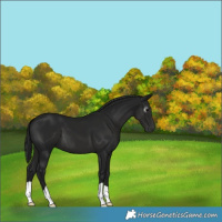 Horse Color:Gray Black 