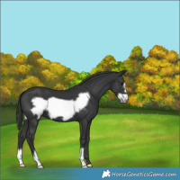 Horse Color:Black Frame 