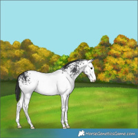 Horse Color:White Spotted Black 