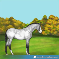 Horse Color:Blue Roan Frame 