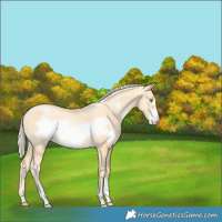 Horse Color:Gold Cream Champagne Pearl Frame 