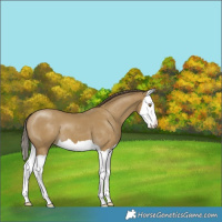 Horse Color:Classic Cream Champagne Splash 