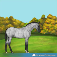 Horse Color:Blue Roan 