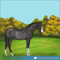 Horse Color:Smoky Black Rabicano 