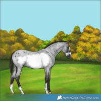 Horse Color:Smoky Blue Roan Frame Rabicano 
