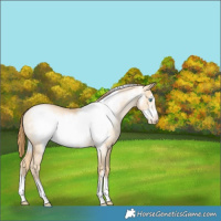 Horse Color:Smoky Grullo Pearl Frame Rabicano