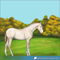 Horse Color:Smoky Grullo Pearl 