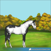 Horse Color:Black Frame 
