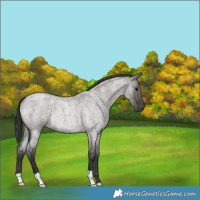 Horse Color:Grullo Roan Rabicano 