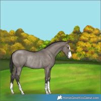 Horse Color:Smoky Grullo Rabicano 