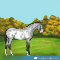Horse Color:Blue Roan Frame 