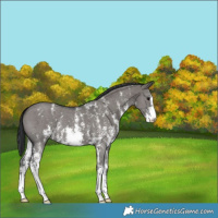 Horse Color:Grullo Sabino